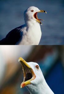 Create meme: Seagull, Seagull, screaming Seagull