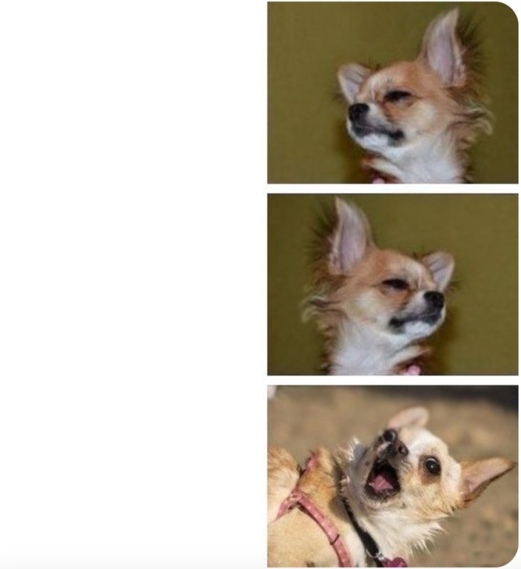 Create meme: Chihuahua Chihuahua, Chihuahua dog, chihuahua standard