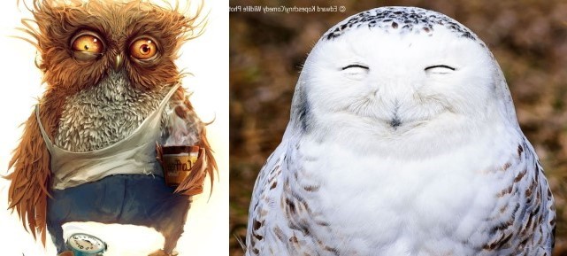 Create meme: positive humor, owl , owl in the morning