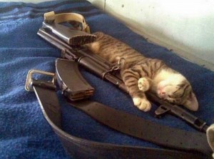 Создать мем: спящий кот с ружьем, боевой котик, боевой кот