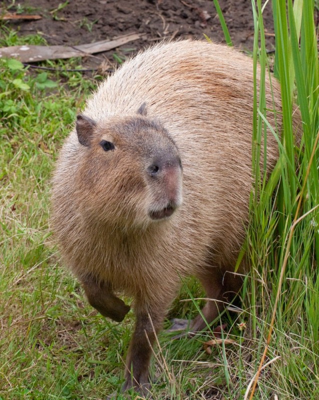 Create meme: Capybara is a pet, capybara animals, dwarf capybara