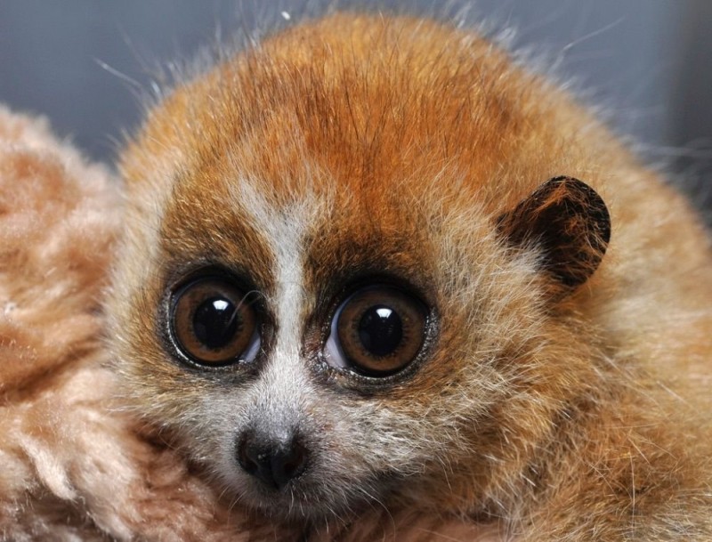 Create meme: lemur Lori , big-eyed lemur, The lemur lori is small