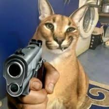 Create meme: caracal meme, Caracal, karakal gosha