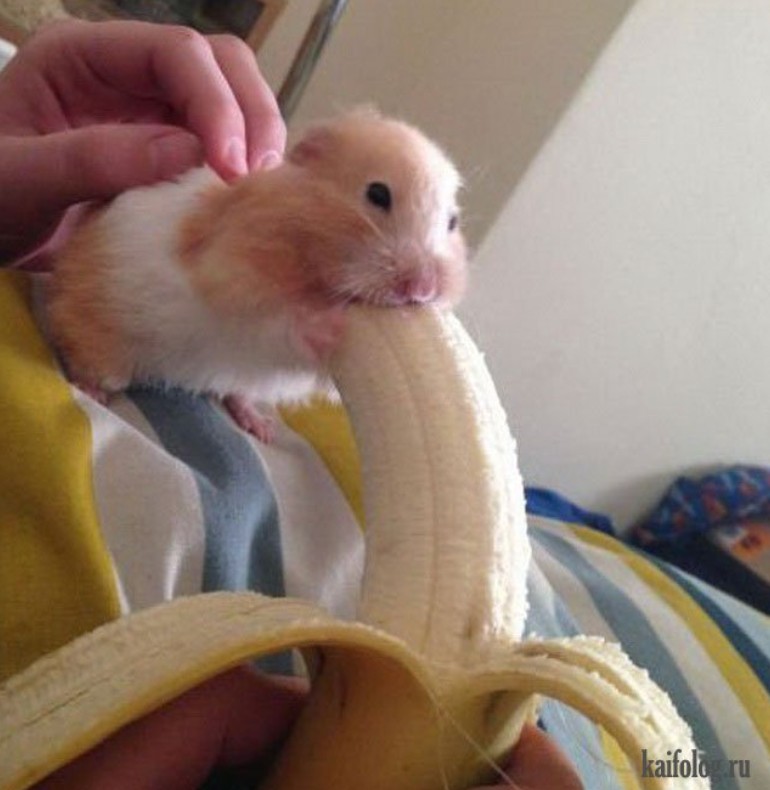 Create meme: hamster eats a big banana, a hamster eating a banana, hamster with a banana in his mouth