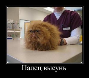 Создать мем: ветеринар, смешно, про котов