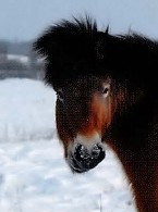 Create meme: Halla the horse, the Icelandic horse, yakut horse