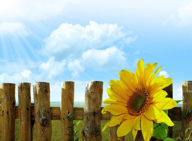 Create meme: fence with sunflowers, sunflowers background, wattle with sunflowers