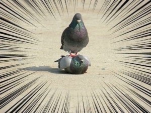 Создать мем: упавший голубь, голуби доминируй, сидящий голубь
