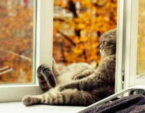 Создать мем: кошки на окошке, кот на окне осень, котик на подоконнике