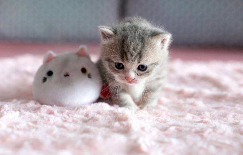 Create meme: cute kittens, small seals, kittens are cute little