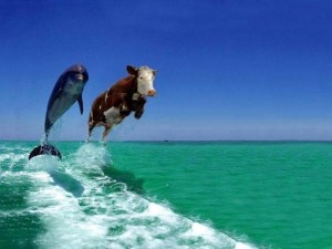 Создать мем: дельфин выпрыгивает из воды, корова на берегу моря, корова и дельфин