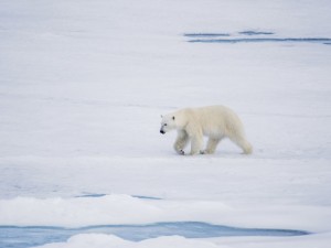 Create meme: polar bear