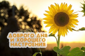 Create meme: sunflower, flowers sunflowers, good day and mood
