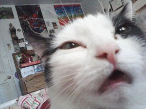 Create meme: funny faces of cats, cat meme, stoned cat