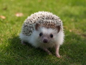 Create meme: hedgehog, animals hedgehog, African hedgehog