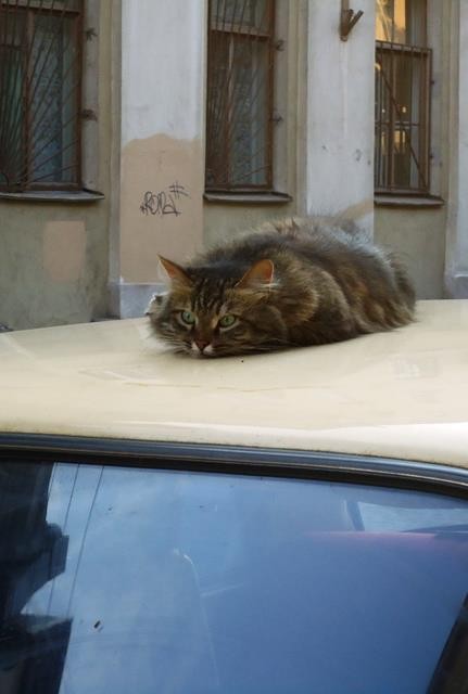 Create meme: cat taxi driver, a cat in a car, the cat car