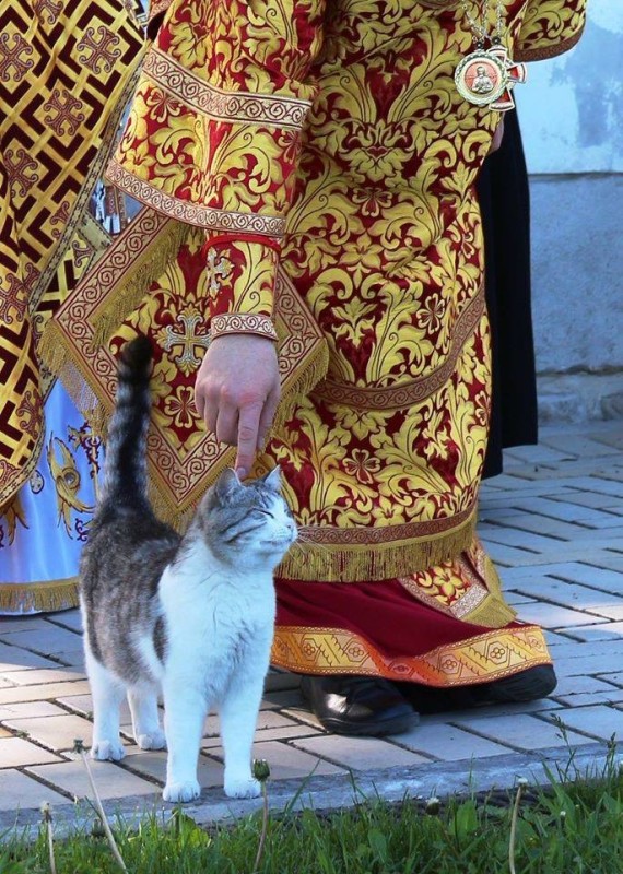 Create meme: orthodox cat, The cat is a priest, catholic cat