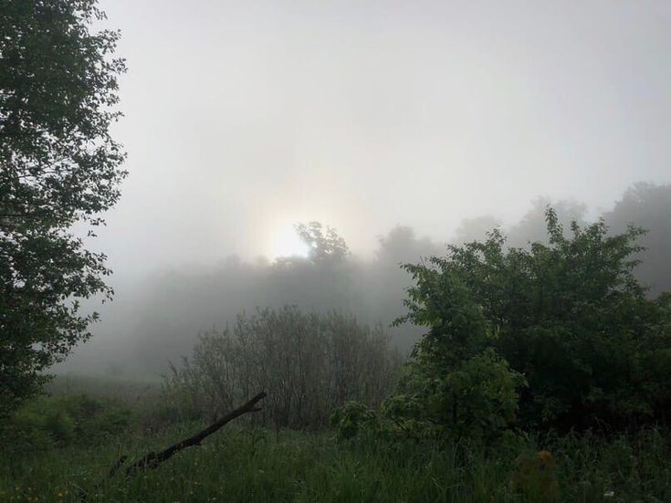 Create meme: foggy morning, morning fog , nature is dark