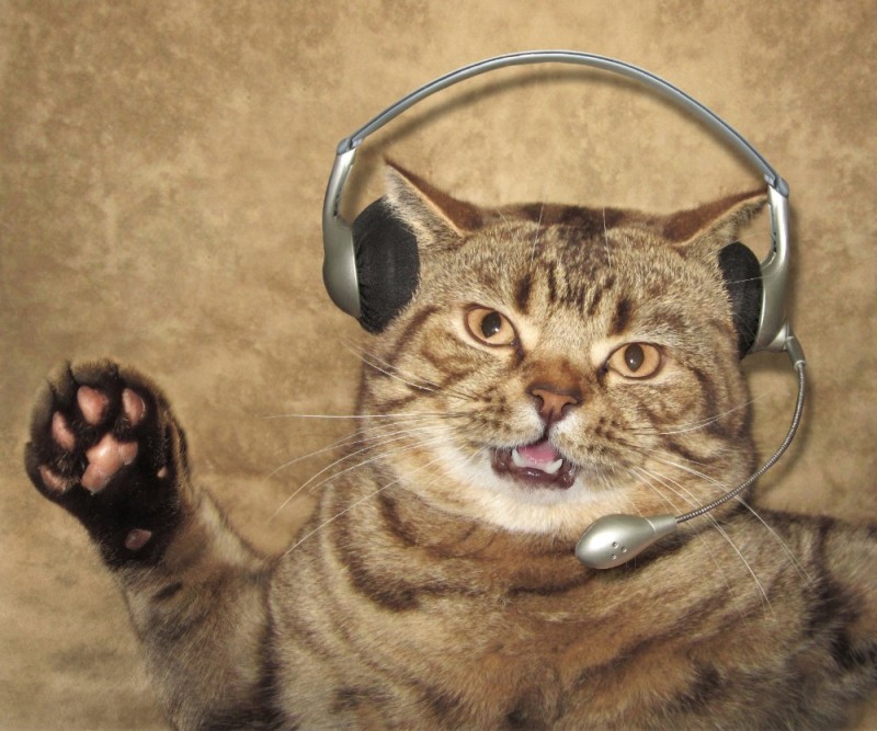 Создать мем: кошка с микрофоном, кот, котик в наушниках