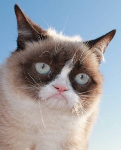 Create meme: sad cat, unhappy cat, grumpy cat