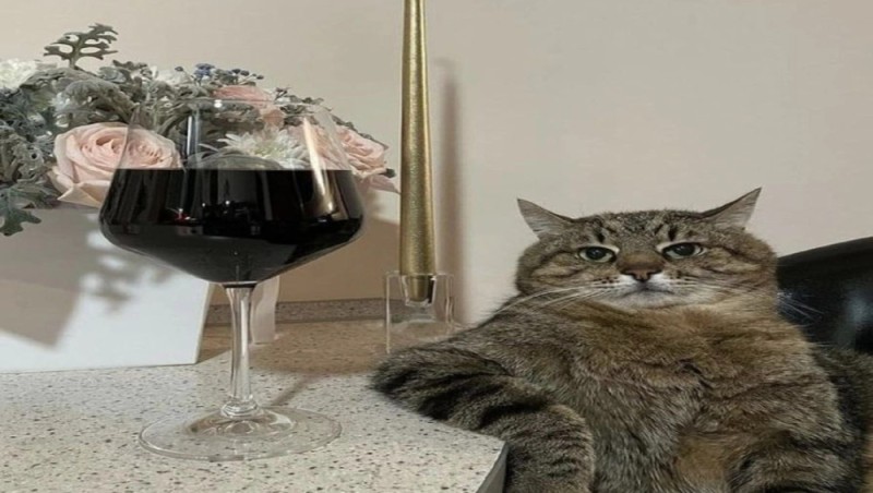 Создать мем: кошка, харьковский кот степан, кот степан с бокалом