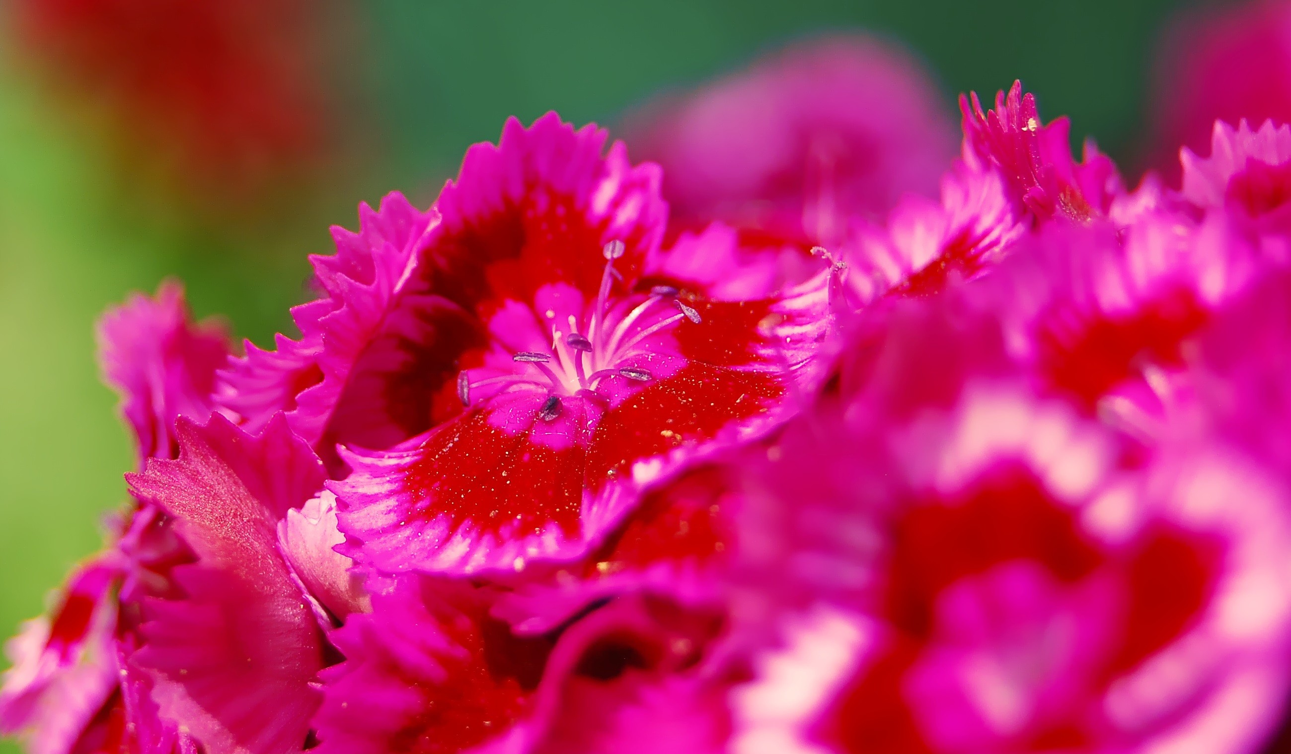 Злая гвоздика. Свити гвоздика. Гвоздика четырёхгранная. Genus Dianthus. Гвоздики анимация.