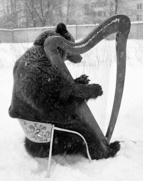 Create meme: The bear plays the harp, Teddy bear , jokes about foreigners