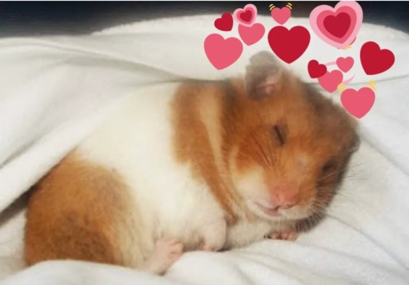 Create meme: sleepy hamster, sleeping hamster, hamster 