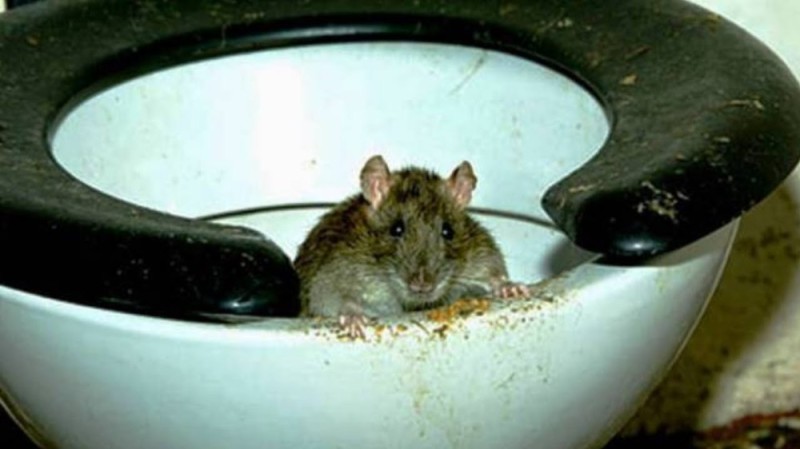 Create meme: The toilet rat, mice in the sewer, rats