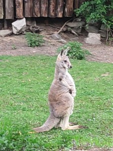 Create meme: kangaroo cub, kangaroo male, kangaroo