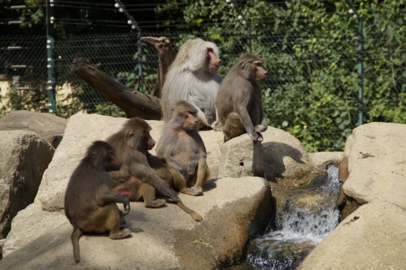 Create meme: moscow zoo baboon monkeys, a monkey at the Berlin zoo, baboon in the zoo