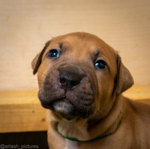 Create meme: bullmastiff, Boerboel