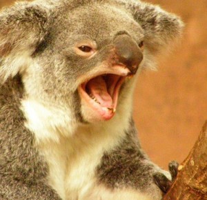 Create meme: animal Koala, Koala yawning