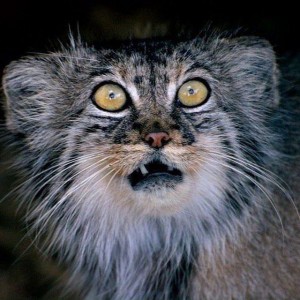 Create meme: wild Pallas cat, manul, animal, cat manul