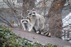 Create meme: pictures of raccoons, raccoon Wallpaper, a family of raccoons