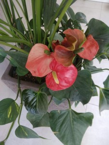 Create meme: Anthurium pink champion, Andre Anthurium flower, Andre Anthurium