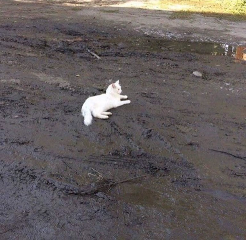 Создать мем: белый котик в грязи, кошка белая, кот в грязи