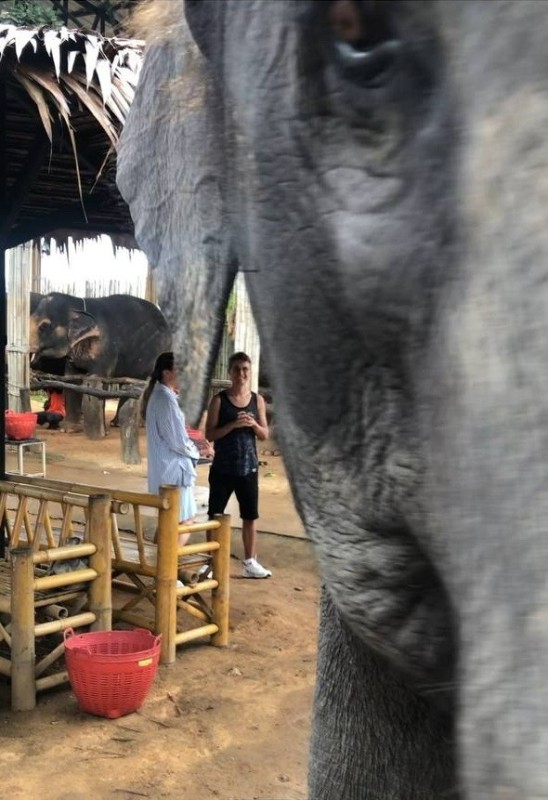 Create meme: elephant , elephant elephant, elephants in Thailand