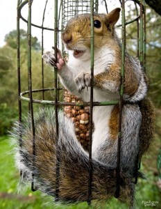 Create meme: blca, funny pictures of squirrels for pictures on the wall, a bird feeder