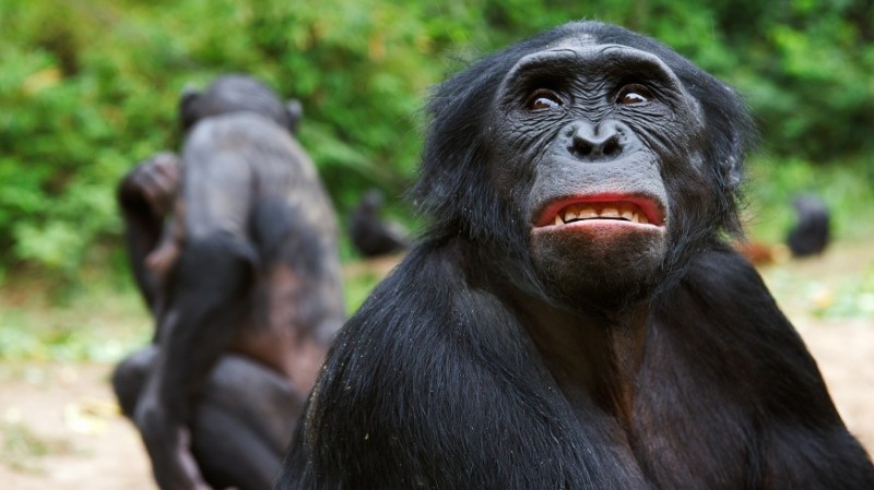 Create meme: Bonobo chimp, chimpanzees , Bonobo monkey