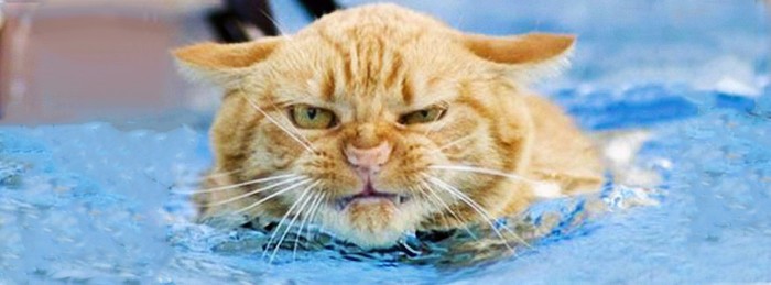 Create meme: the cat is swimming, red cat in the water, wet cat 
