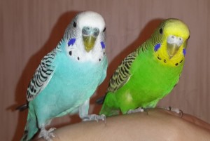 Create meme: home parrots, Pets parrots, where to buy parrot in the city of Krasnoturinsk