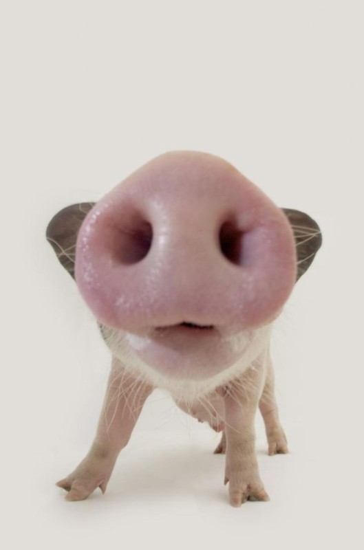 Create meme: piggy pigs, pig's nose, piglet pig