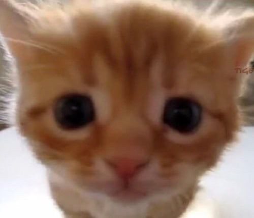 Create meme: cats are funny, cute cat meme, ginger kitten 