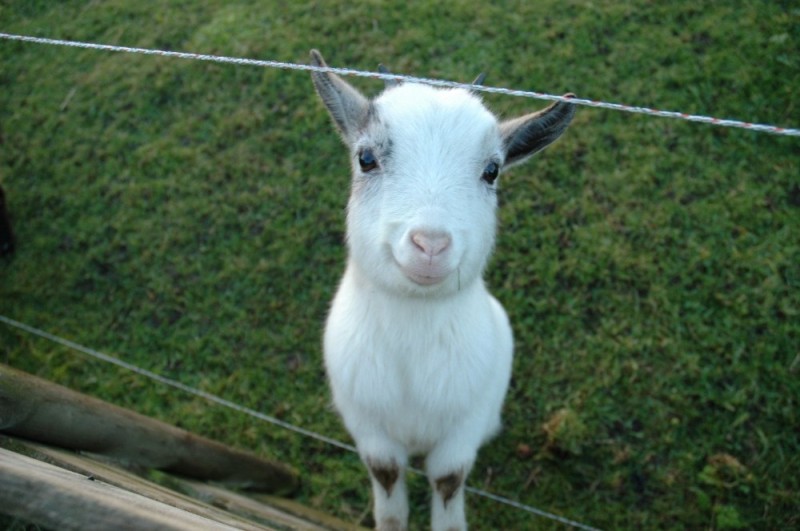 Create meme: goat goat, goat , little goat