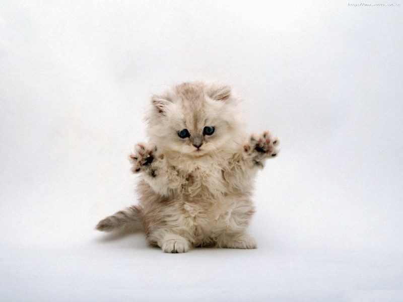 Create meme: animals cute, fluffy kittens , cute kittens