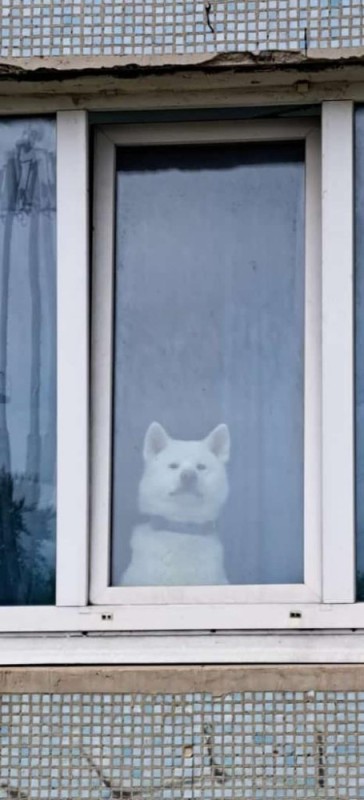 Create meme: Samoyed dog, funny animals , Pets 