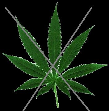 Создать мем: веточка марихуаны, растение, конопляное