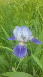 Создать мем: iris sibirica miss apple, ирис касатик фото, ирис ‘harpswell haze’