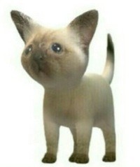 Create meme: Siamese cat, cats, cats